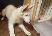 Giny-08